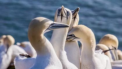 攻坚战or对攻战？马竞坚硬防线考验切尔西攻击群