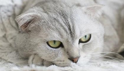 99贵宾会平台-武磊浪费单刀辜负信任 灾星？2轮离场后队友进5球