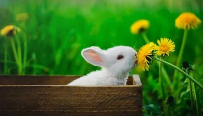 99贵宾会-乔治空砍36分约基奇22+12 默里45+8掘金险胜爵士